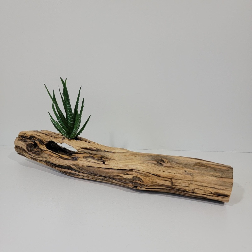 Natural Driftwood Log with Hollow Knot Air Plant Holder Rustic Home Decor Accent